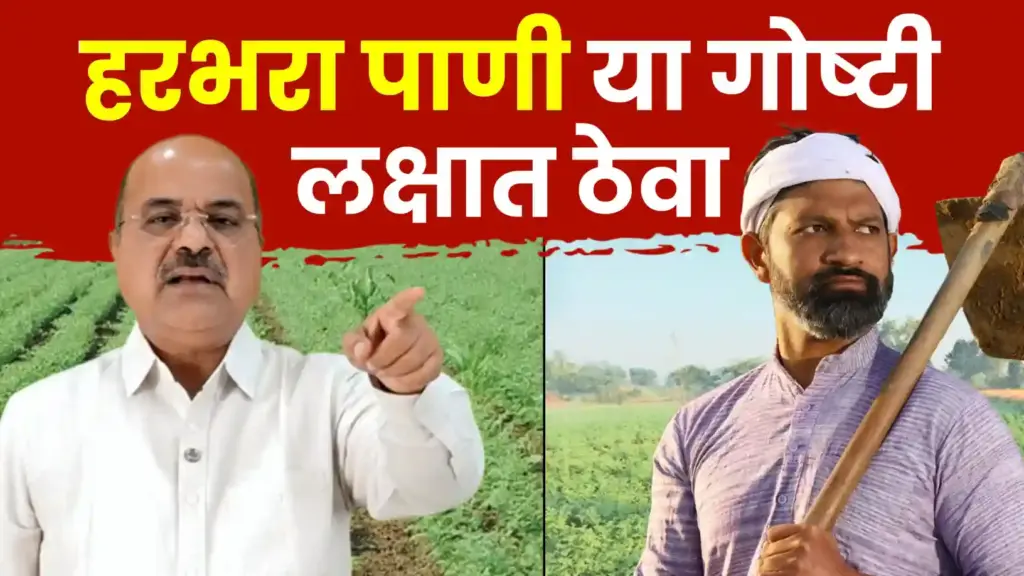 हरभरा पाणी व्यवस्थापन: ‘या’ दोन चुका टाळा आणि उत्पादन निश्चित वाढवा